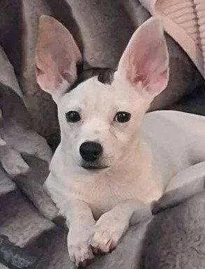 A baby small-sized female Chihuahua dog named Bonnie for adoption in Bloomfield, CT