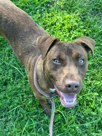 An adult medium-sized male Labrador Retriever dog named Gerald for adoption in Largo, FL