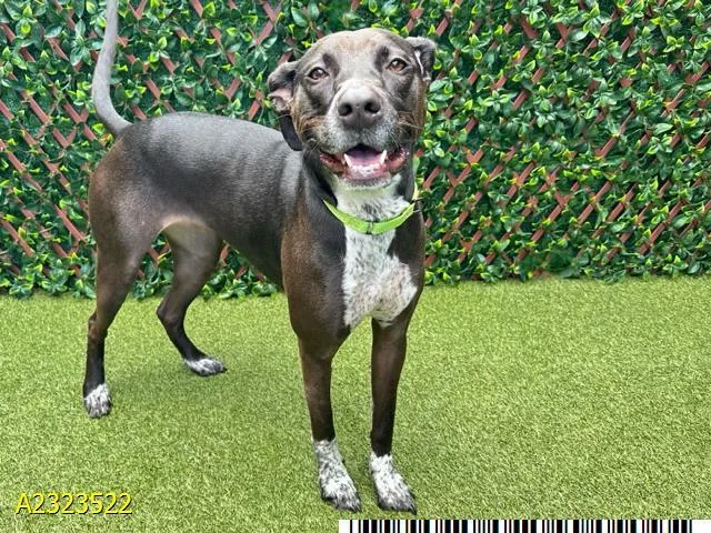 An adult medium-sized female Mixed Breed dog named Pepper for adoption in West Palm Beach, FL