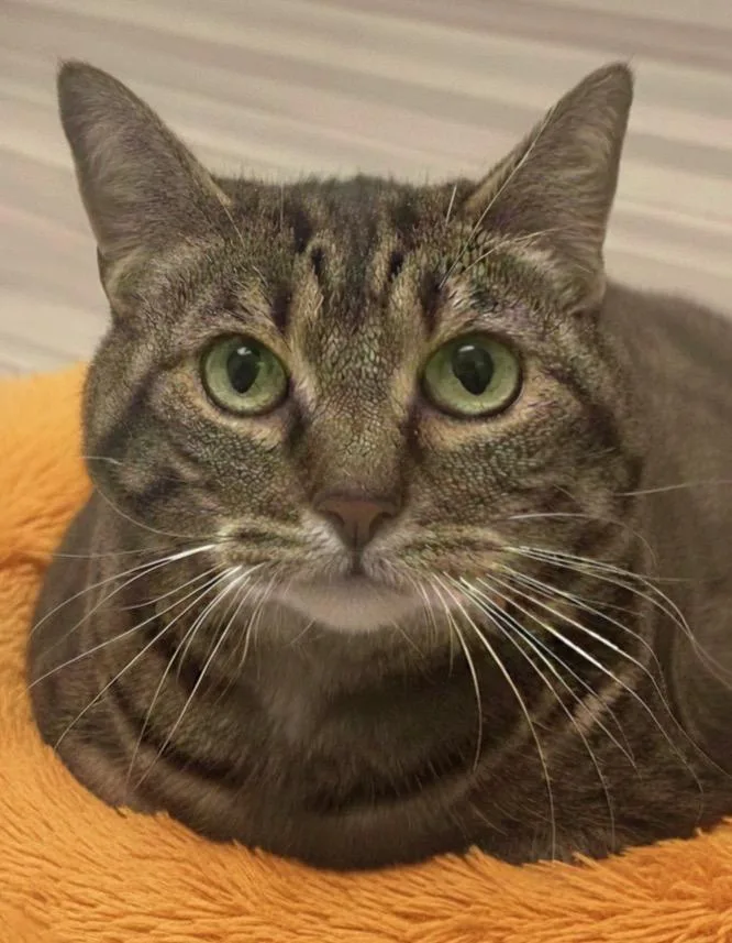 A senior extra large-sized female Domestic Short Hair cat named Katie for adoption in Vashon, WA