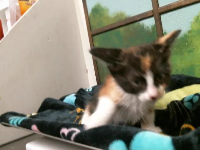 A baby small-sized female Domestic Short Hair cat named Purple for adoption in Houston, TX