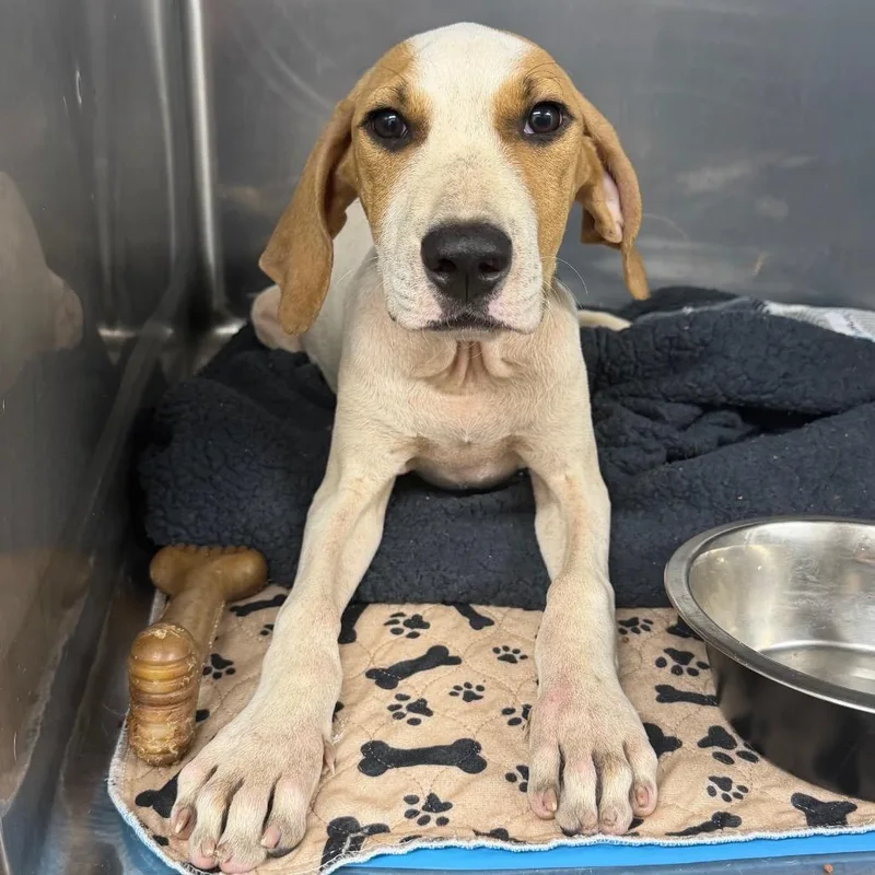 A baby medium-sized male Yellow / Tan / Blond / Fawn Hound dog named Theon for adoption in Lauderhill, FL