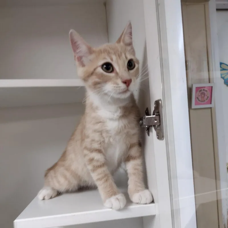 A baby small-sized male Buff / Tan / Fawn Domestic Short Hair cat named Dorsey for adoption in Troy, IL