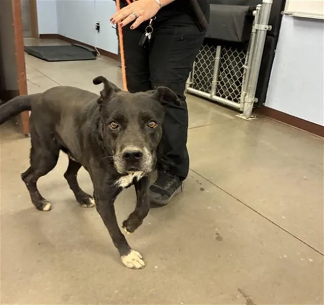 An adult large-sized male Labrador Retriever dog named Mustang for adoption in Phoenix, AZ