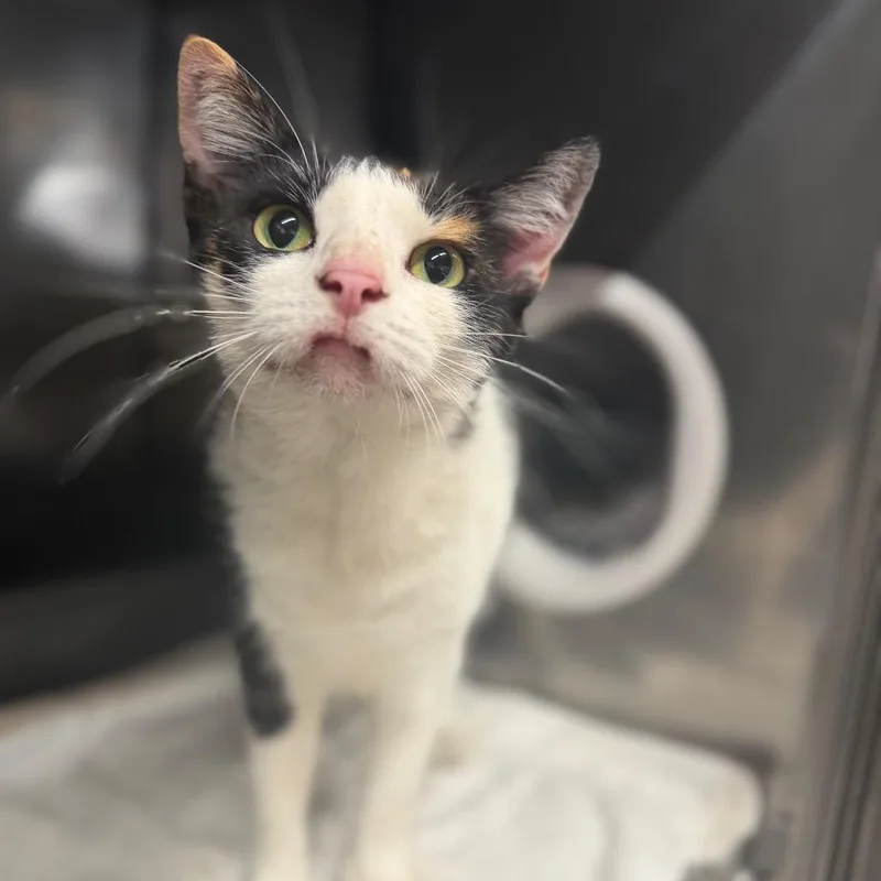 An adult small-sized female Domestic Short Hair cat named Ducky for adoption in Starkville, MS