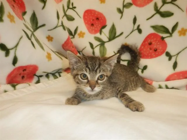 A baby small-sized female Domestic Short Hair cat named Creamsicle for adoption in San Jose, CA