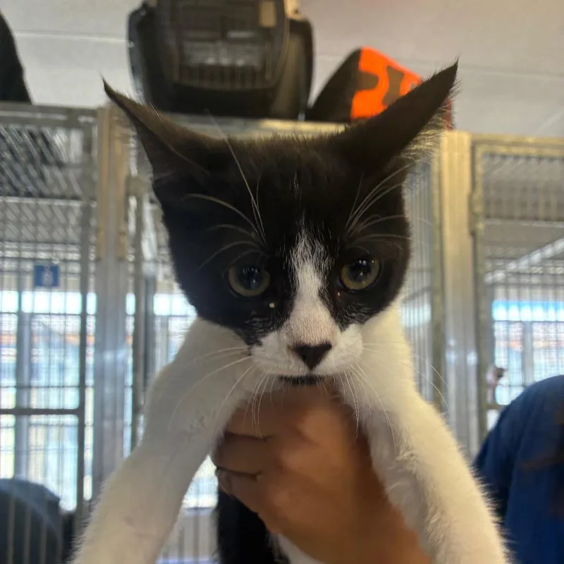 A baby small-sized male Black Domestic Short Hair cat named Quill for adoption in Santa Barbara, CA
