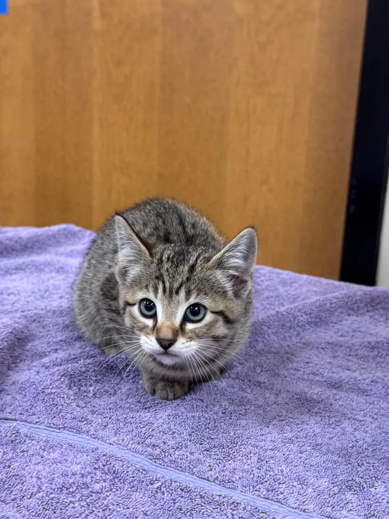 A baby small-sized female Tabby (Brown / Chocolate) Domestic Short Hair cat named Pudding for adoption in Hackensack, MN