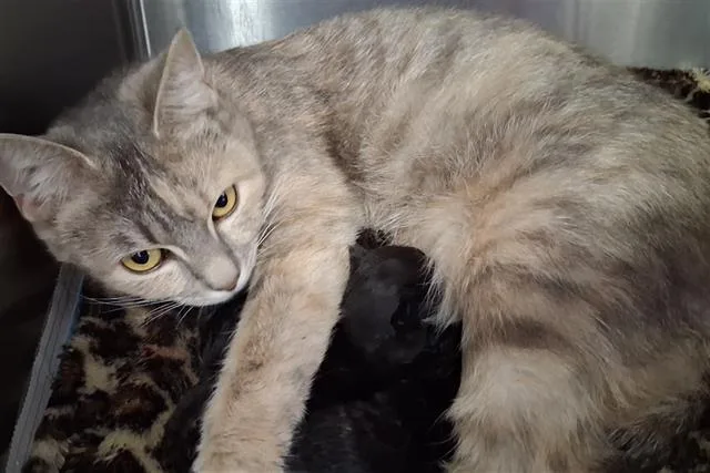 A young large-sized female Domestic Short Hair cat named Princess Sofia for adoption in Bakersfield, CA