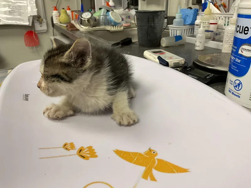 A baby small-sized female Domestic Short Hair cat named Bonnie for adoption in Ontario, CA