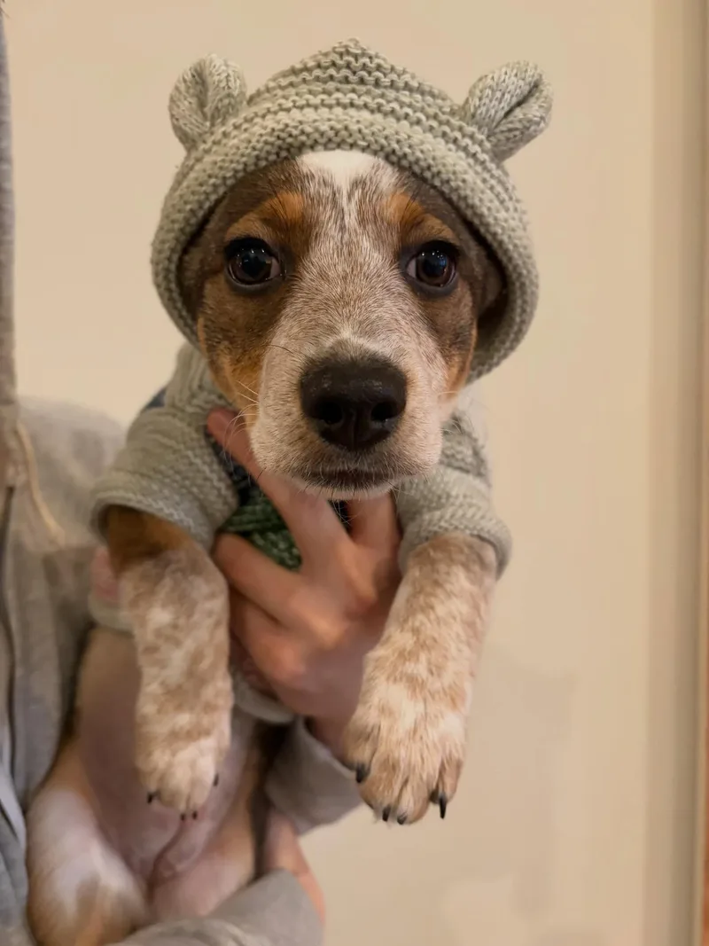 Cataline thumbnail 2