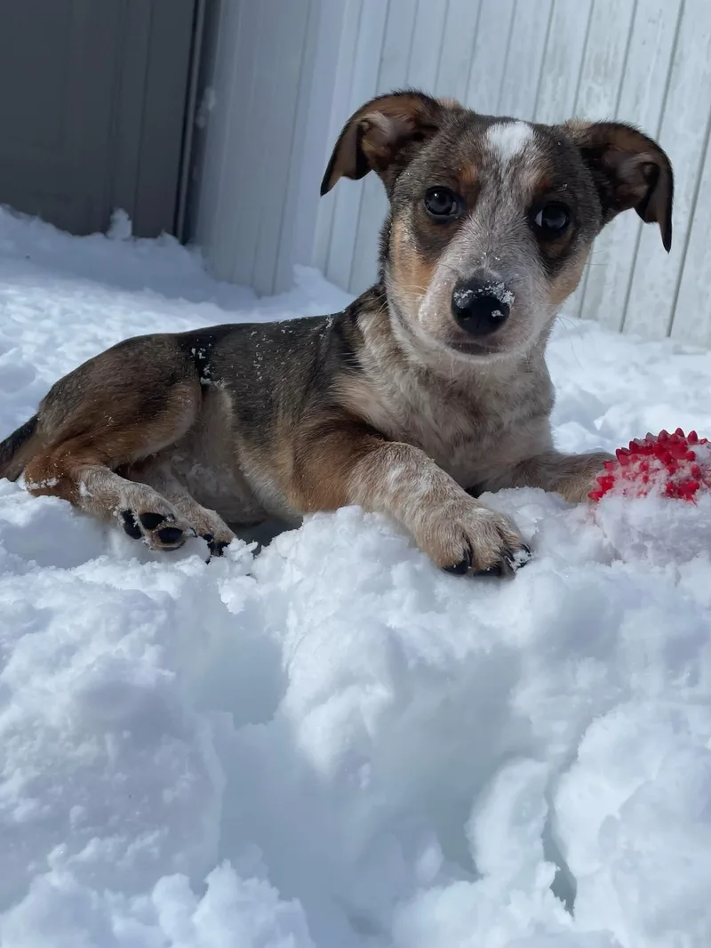 Cataline thumbnail 4