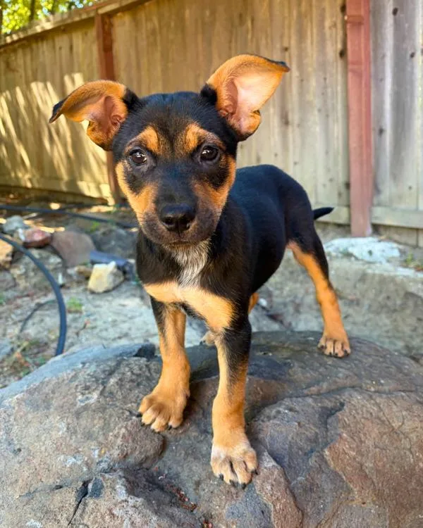 A baby small-sized female Australian Cattle Dog / Blue Heeler dog named Mindy for adoption in Novato, CA