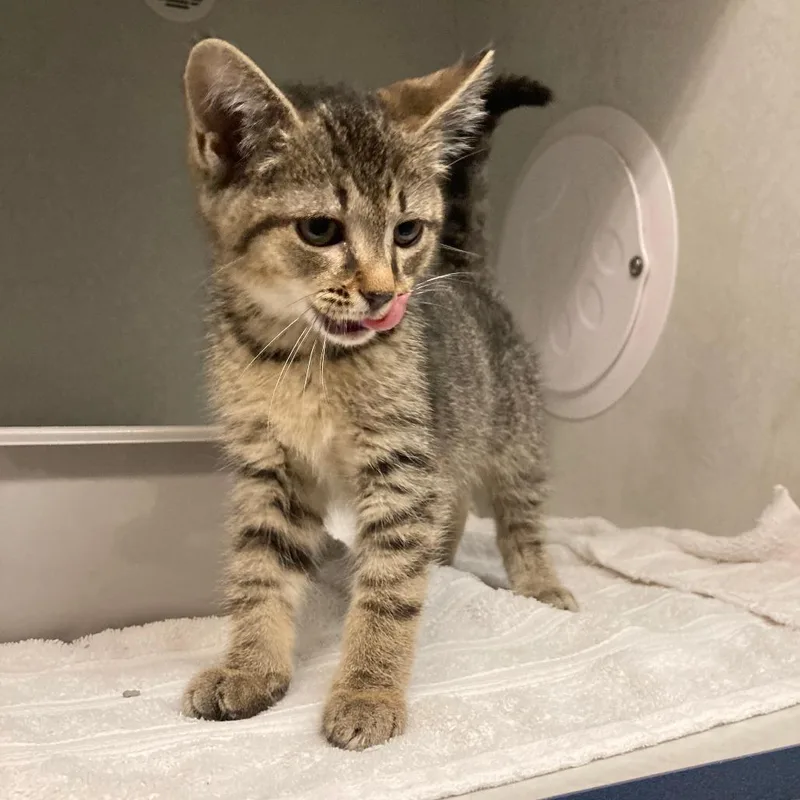 A baby small-sized female Black Domestic Short Hair cat named Keshot for adoption in Dayton, OH