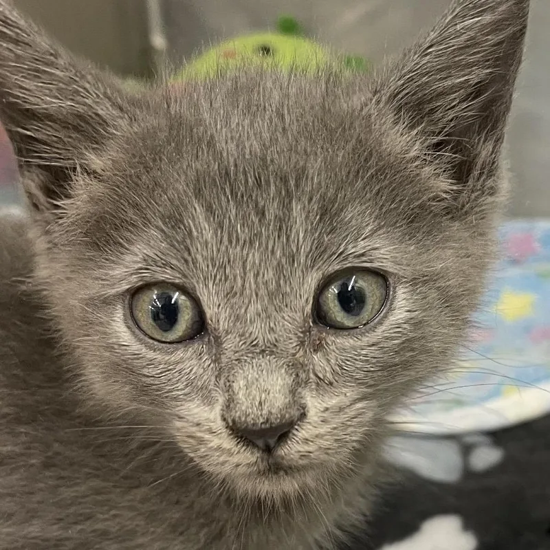 A baby small-sized male Gray / Blue / Silver Domestic Short Hair cat named Cody for adoption in West Palm Beach, FL