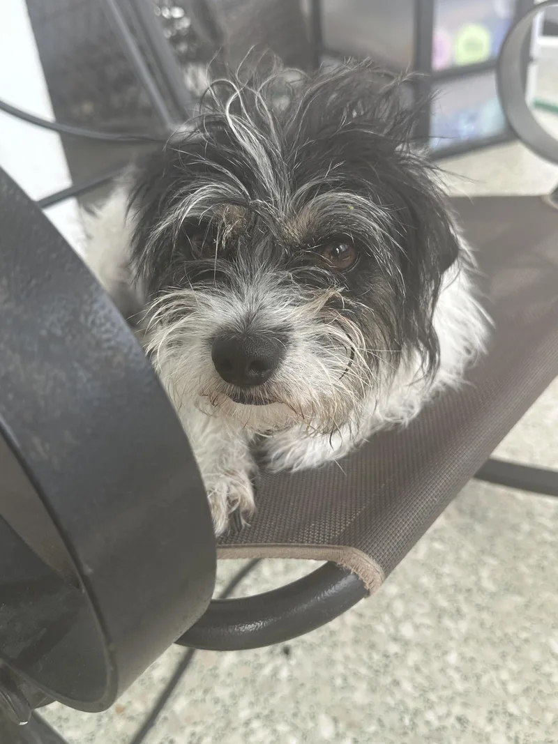 An adult small-sized female Shih Tzu dog named Bella for adoption in Rincon, PR