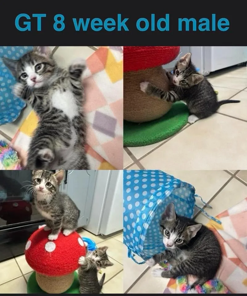 A baby medium-sized male Domestic Short Hair cat named Gt for adoption in Mustang, OK