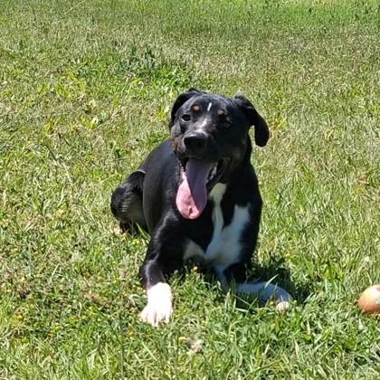 Cooper