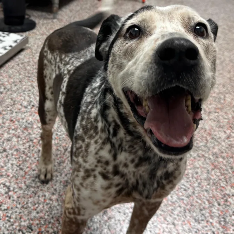 A senior medium-sized male Brown / Chocolate Mixed Breed dog named Hero for adoption in Salt Lake City, UT