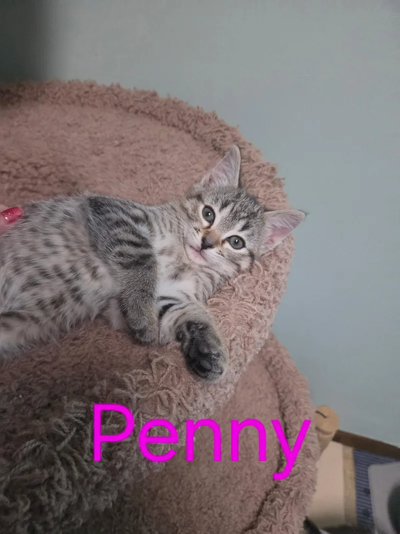 A baby medium-sized female Torbie Domestic Short Hair cat named Penny for adoption in Blaine, MN