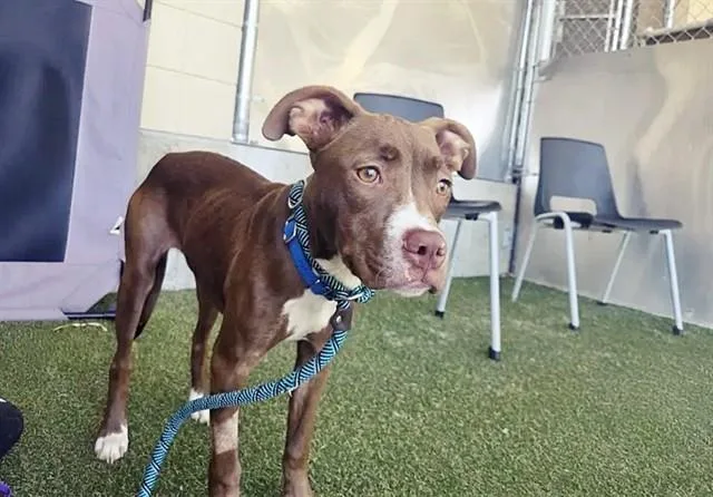 A young medium-sized female Terrier dog named Falcon for adoption in Saint Louis, MO