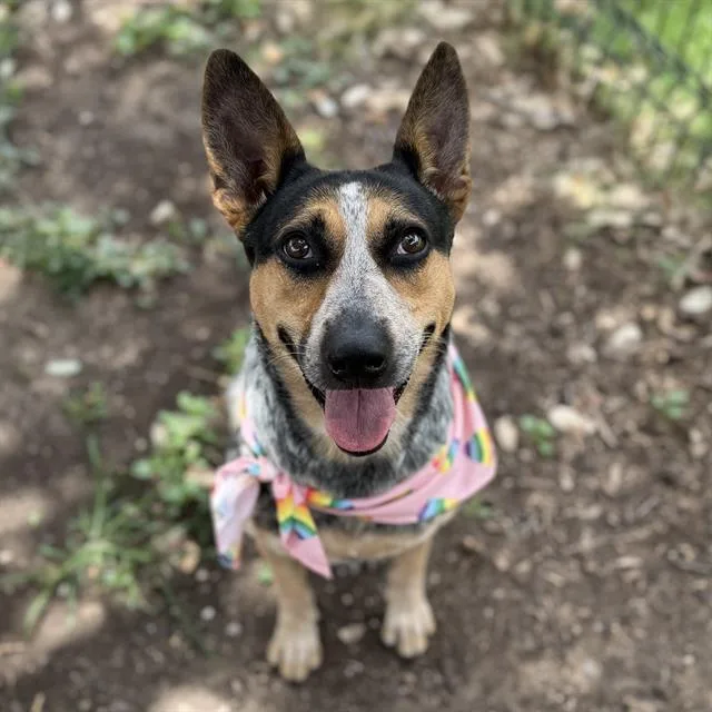 An adult medium-sized female Australian Cattle Dog / Blue Heeler dog named Catherine for adoption in San Antonio, TX
