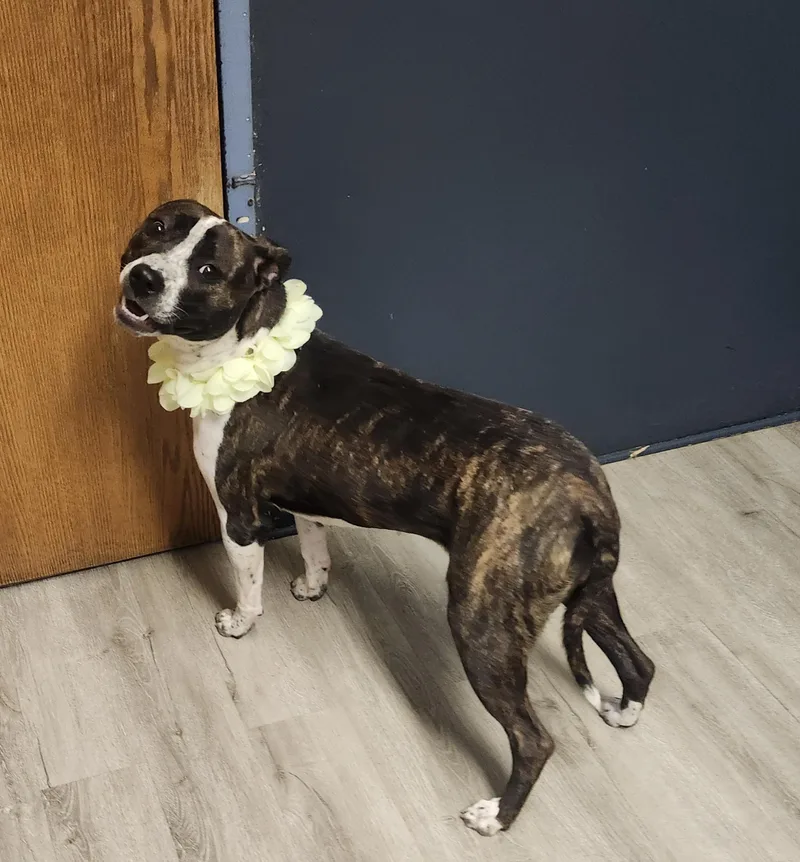 A young medium-sized female Black Pit Bull Terrier dog named Cardigan for adoption in Mansfield, OH