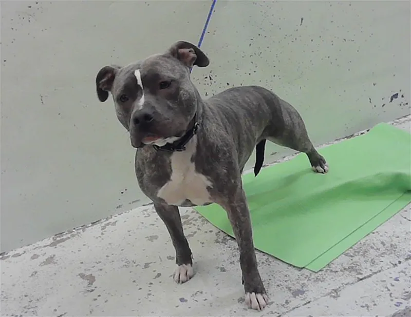 A young medium-sized male American Staffordshire Terrier dog named Bluey for adoption in Houston, TX