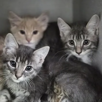 A baby small-sized female Domestic Short Hair cat named Screech for adoption in Sacramento, CA
