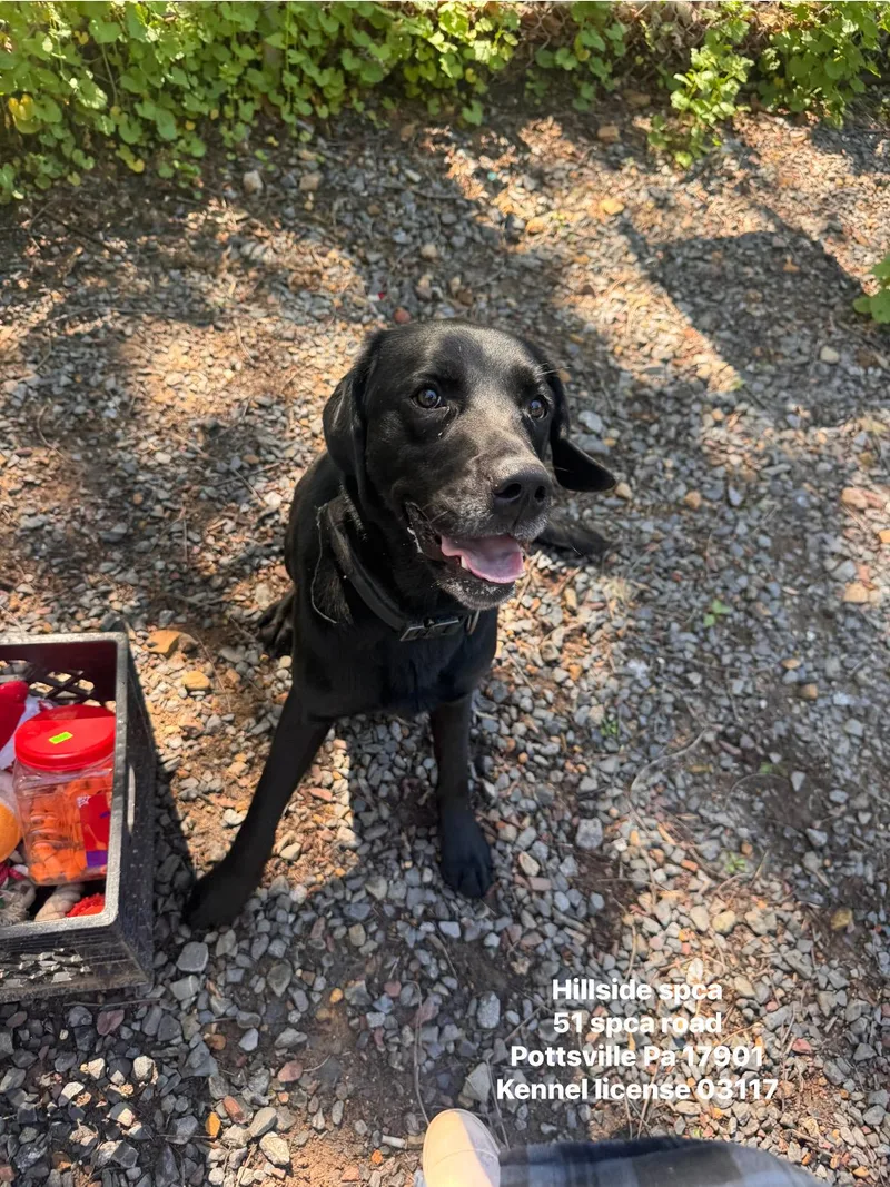 A young large-sized male Black Labrador Retriever dog named Dozer for adoption in Pottsville, PA