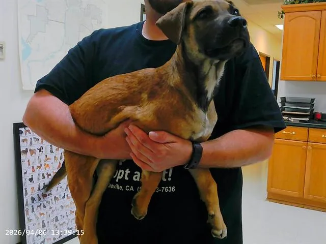 A baby small-sized male German Shepherd Dog dog named Oakley for adoption in Oroville, CA