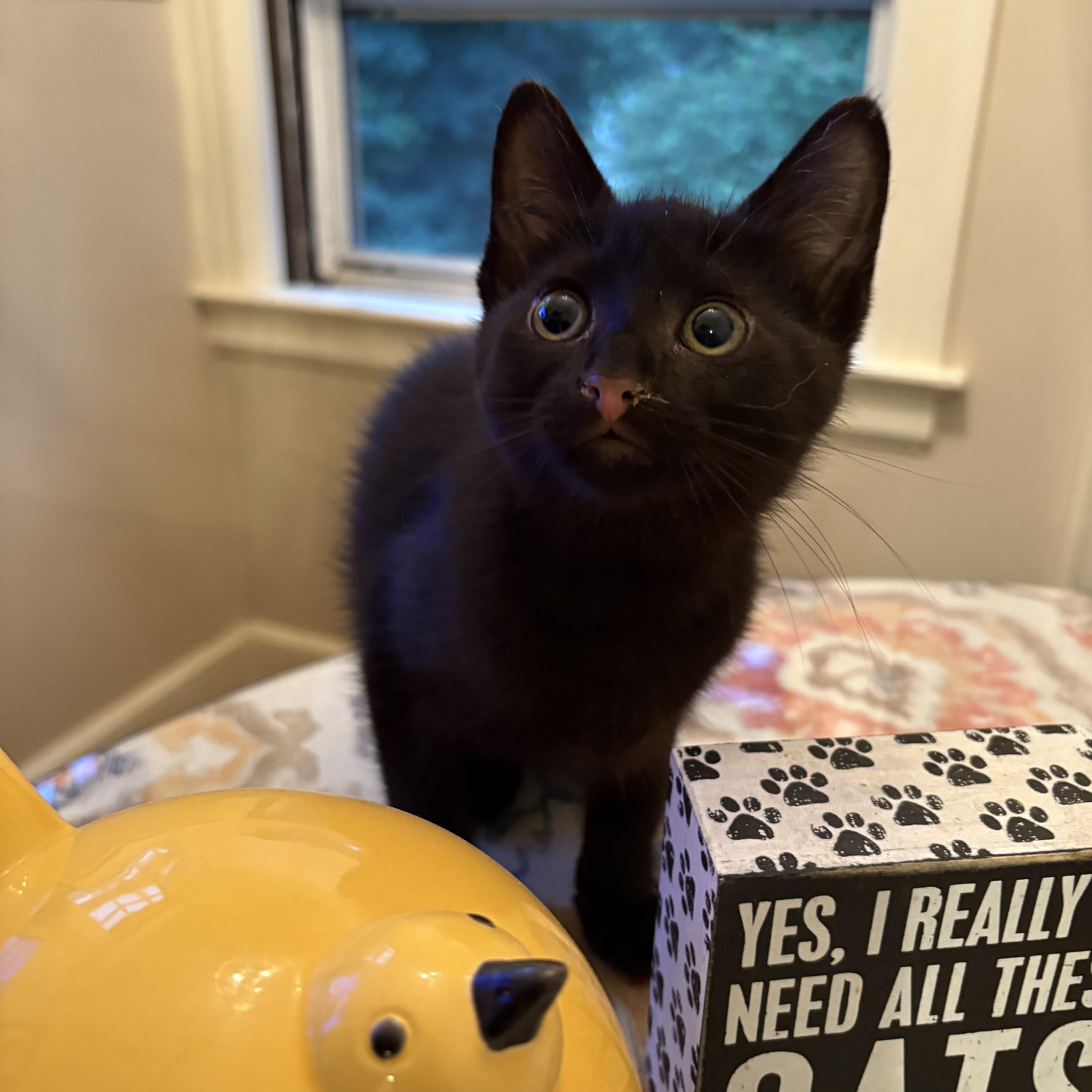 A baby small-sized female Black Domestic Short Hair cat named Gannex & Linenthe new for adoption in Stamford, CT