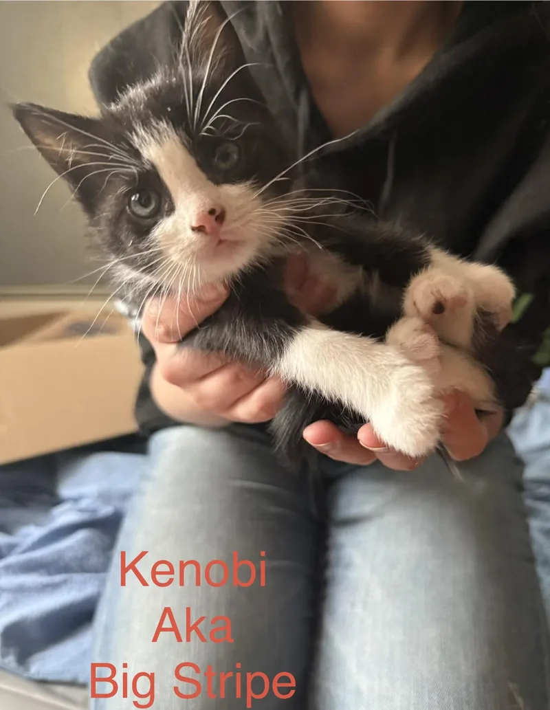 A baby medium-sized male Black & White / Tuxedo Domestic Short Hair cat named Kenobi for adoption in Springfield, MA