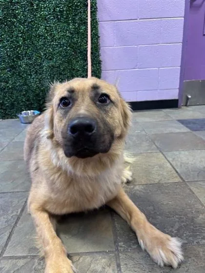 An adult small-sized male Yellow / Tan / Blond / Fawn Shepherd dog named Kylo for adoption in El Paso, TX