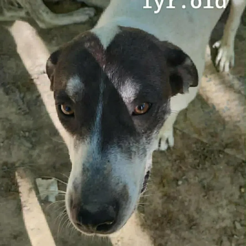 A young large-sized female White / Cream Labrador Retriever dog named Shooter for adoption in Columbia Station, OH