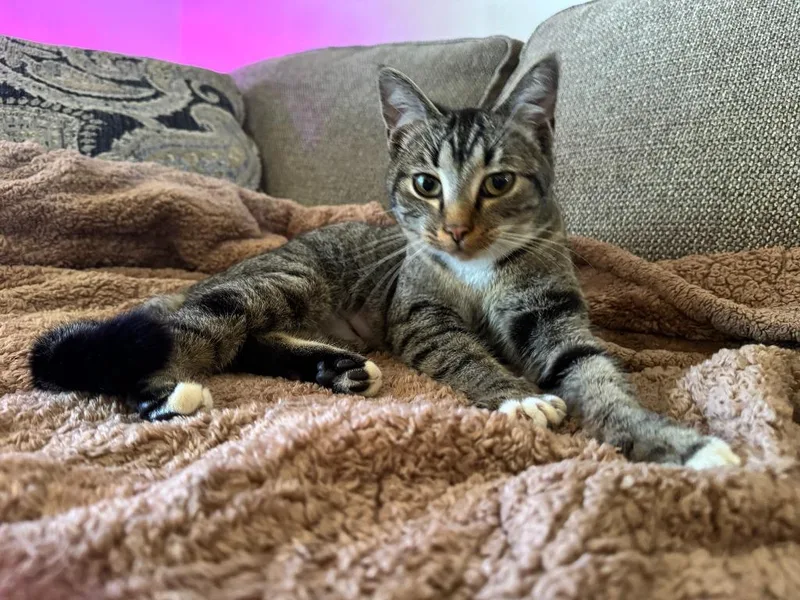 A baby medium-sized female Domestic Short Hair cat named Maxine for adoption in Noble, OK