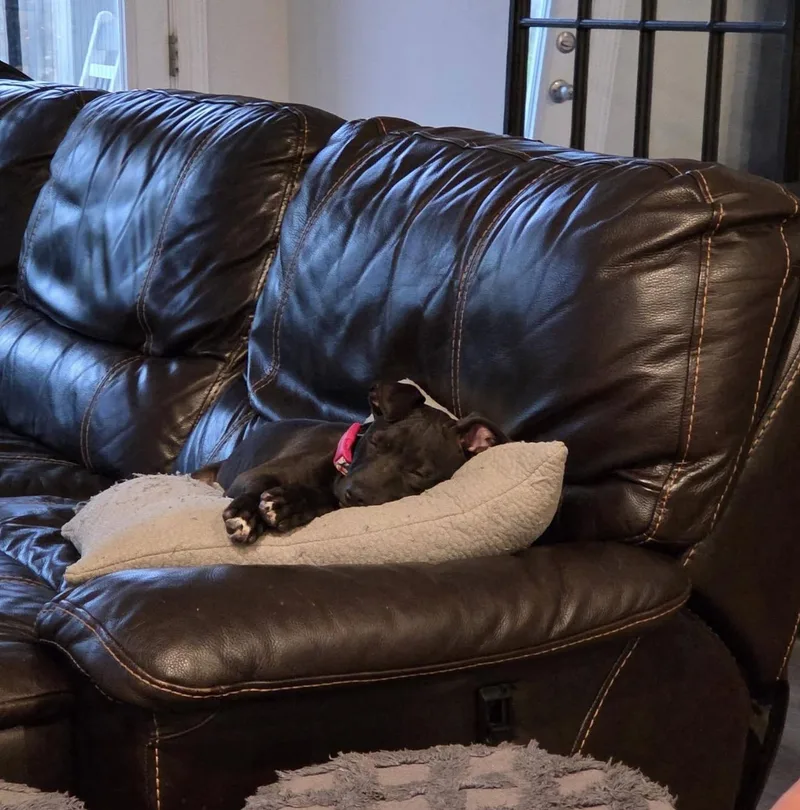 A baby medium-sized female Pit Bull Terrier dog named Mouse for adoption in Pflugerville, TX
