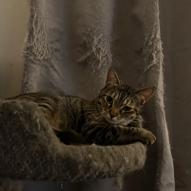 An adult medium-sized female Tabby (Brown / Chocolate) Domestic Short Hair cat named Eleanor for adoption in Missoula, MT