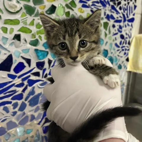 A baby small-sized male Domestic Short Hair cat named Champlain for adoption in Pensacola, FL