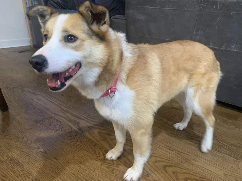 Honeybun thumbnail 3