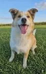 An adult medium-sized female Australian Shepherd dog named Honeybun for adoption in Aurora, IL