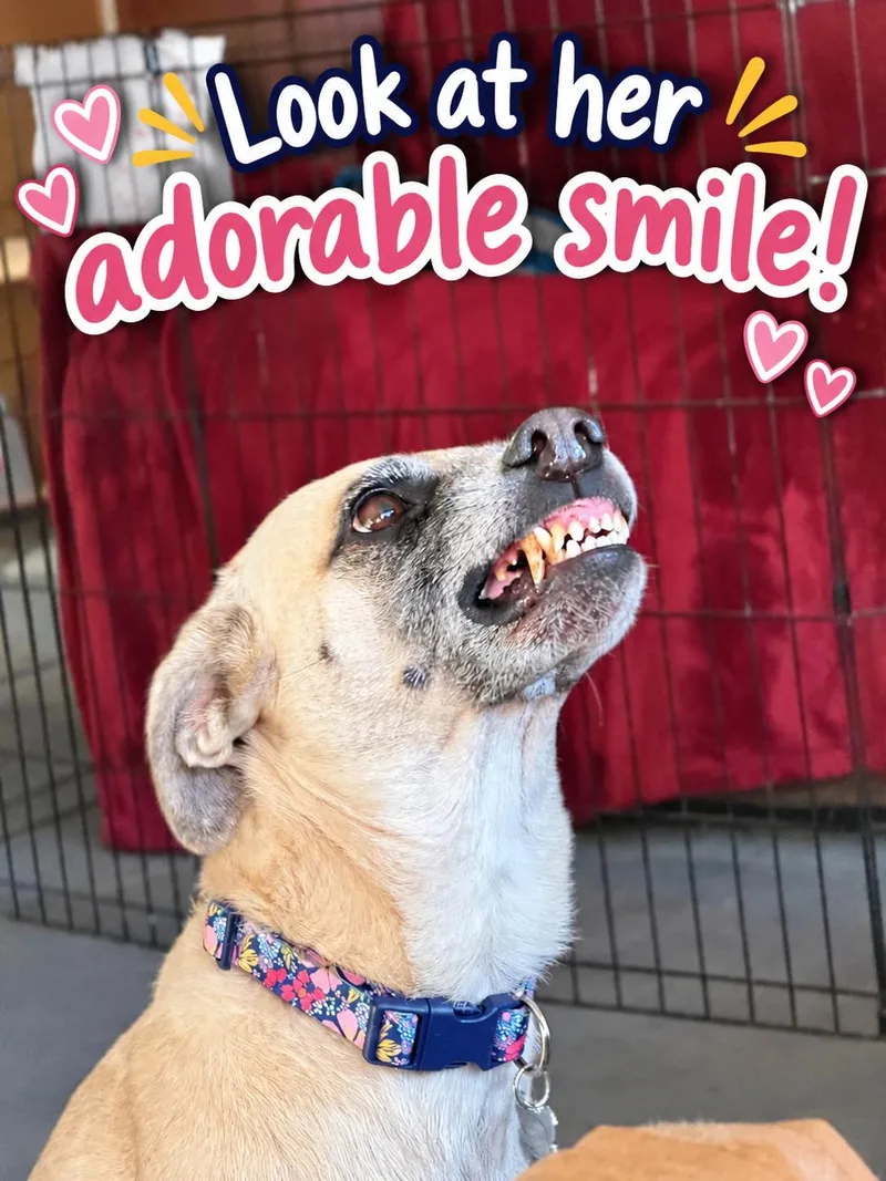 An adult medium-sized female Shepherd dog named Sandy for adoption in Coldwater, MI
