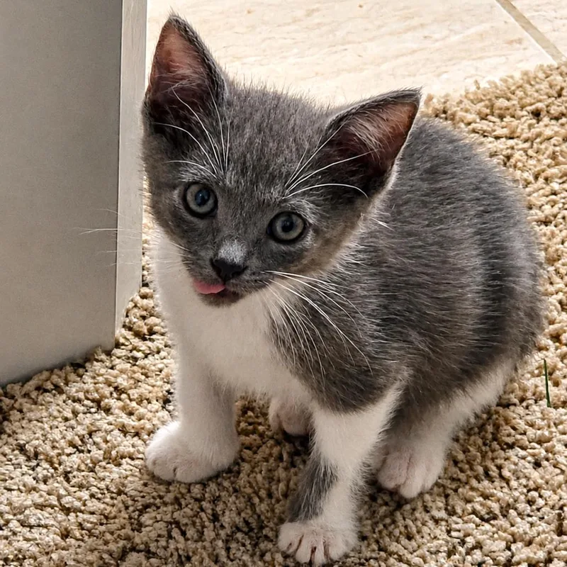 A baby small-sized female Gray / Blue / Silver Domestic Short Hair cat named Lucille Ball for adoption in Houston, TX