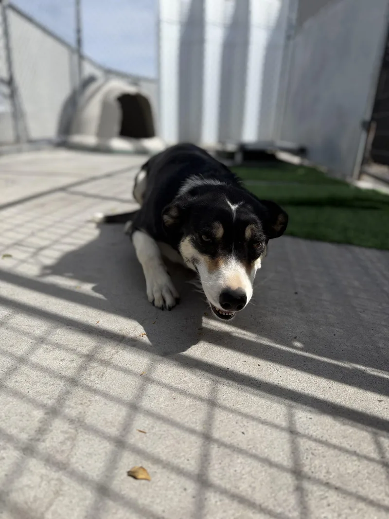 Meeka