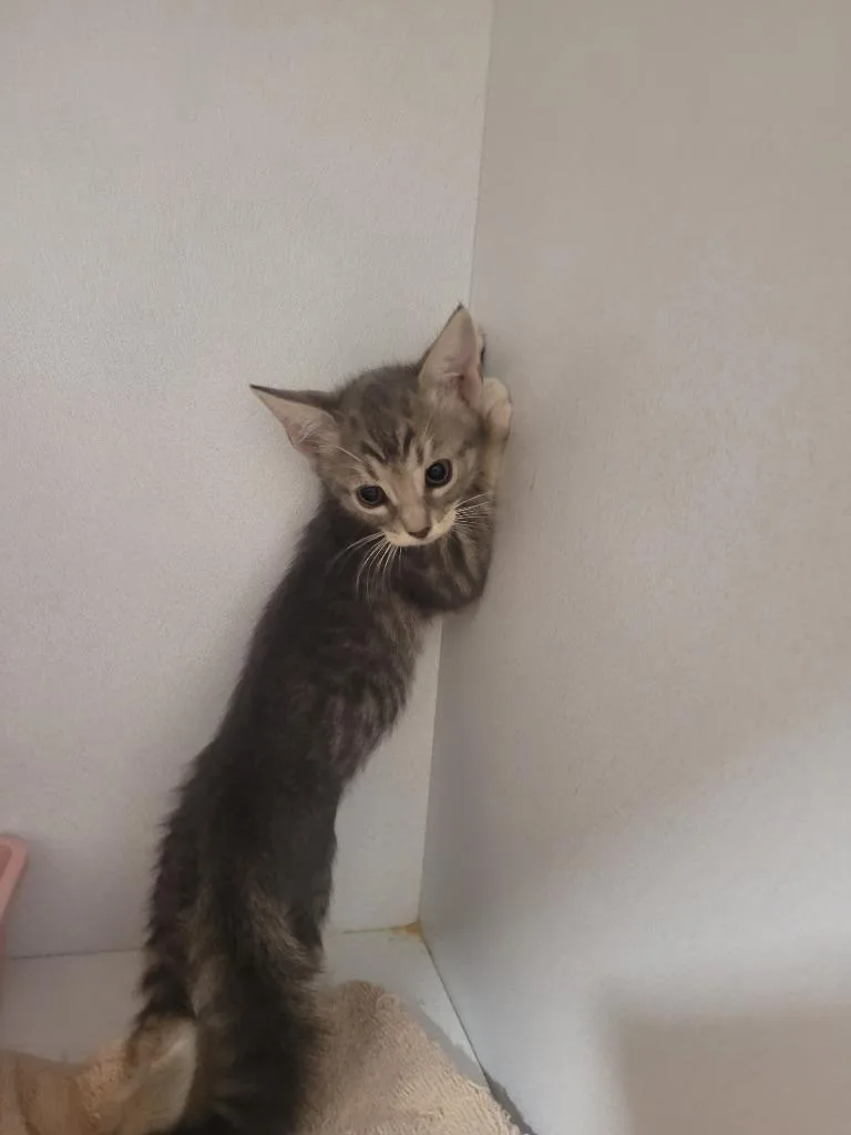 A baby large-sized male Domestic Short Hair cat named Mason for adoption in Huntsville, TX