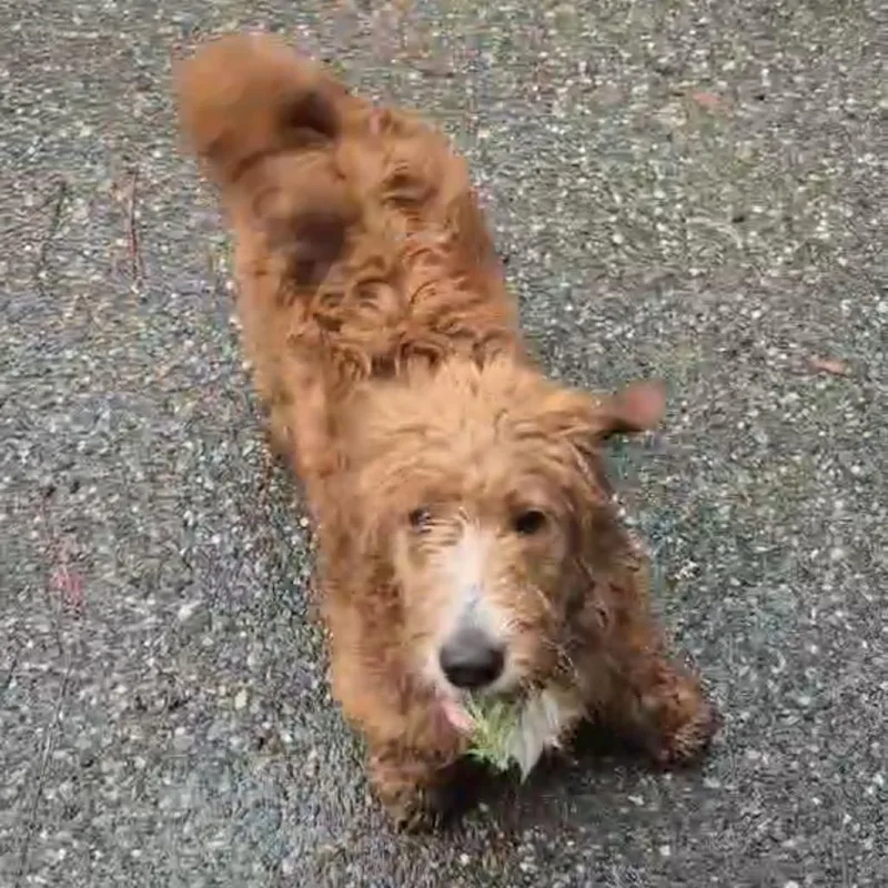 A young medium-sized female Red / Chestnut / Orange Bernese Mountain Dog dog named Roxy for adoption in Bellingham, WA