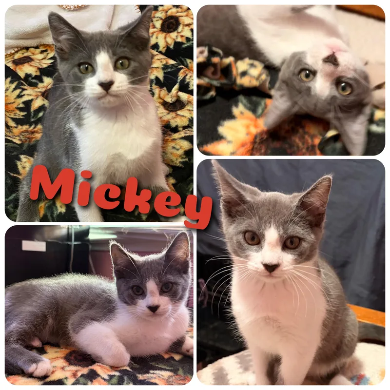 Mickey