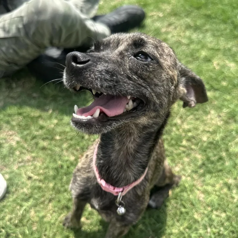 Precious C