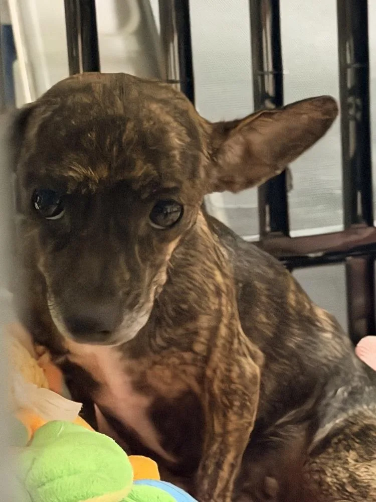 An adult small-sized female Brindle Chihuahua dog named Velveteen for adoption in Richmond, TX