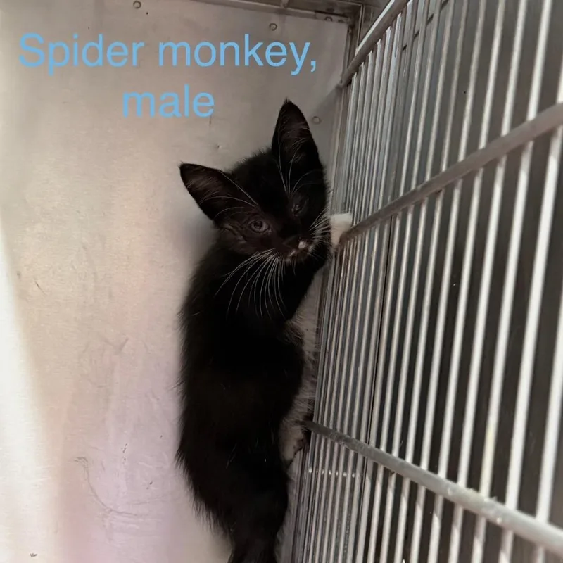 A baby small-sized male Torbie American Shorthair cat named Spider monkey for adoption in Spring Hill, KS